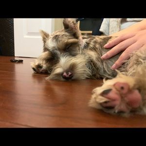 Meet your Posher, Kirsis